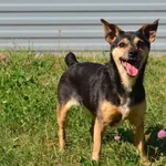 Znaleziono psa, Lublin, 31 maja 2025