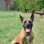 Znaleziono psa, Lublin, 30 maja 2025