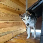 Pies do adopcji, Rytlów, 31 marca 2025