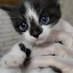 Znaleziono kota, Lublin, 29 maja 2025