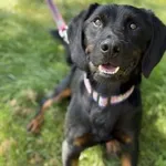 Pies do adopcji, Kraków, 17 maja 2025