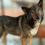 Wspaniała Lara, spokój i delikatność na czterech łapkach 