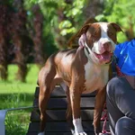 Znaleziono psa, Toruń, 6 marca 2025