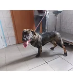 Znaleziono psa, Białystok, 2 czerwca 2025