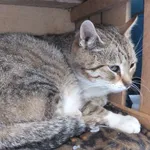 Mija to kotka przywieziona w dniu 22.05.2024r z terenu gm. Sobolew, dorosła, ostrożna do obcych, nie agresywna, po pewnym czasie się w nowym miejscu zaczyna być kontaktowa