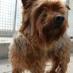 SUCZKA Z  INTERWENCJI 01.06.2025