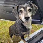 Kropka - niekonfliktowa, rodzinna, spokojna sunia!