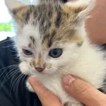 Znaleziono kota, Dobra, 2 czerwca 2025