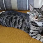 Zaginął kot, Gdańsk, 2 czerwca 2025