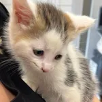 Znaleziono kota, Dobra, 2 czerwca 2025