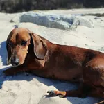 Zaginął pies, Łąkie, 2 czerwca 2025