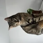 Zaginął kot, Łódź, 1 czerwca 2025