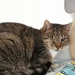 Oddam kota, Olsztyn, 2 czerwca 2025