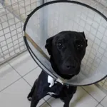 PIES Z INTERWENCJI 02 06.2025