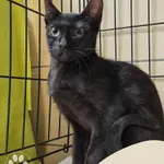 Znaleziono kota, Gdynia, 24 maja 2025