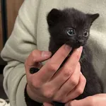 Znaleziono kota, Toruń, 30 maja 2025