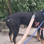 Znaleziono psa, Toruń, 1 czerwca 2025