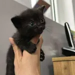 Znaleziono kota, Toruń, 30 maja 2025