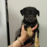 Znaleziono psa, Toruń, 30 maja 2025