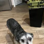 Okolice miejscowości grom - siwy terrier odnaleziony