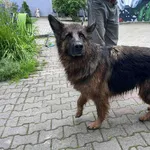 Pies do adopcji, Włocławek, 3 czerwca 2025