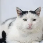 Znaleziono kota, Sosnowiec, 30 maja 2025