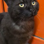 Kotka przywieziona z Paczkowa