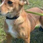 Pies do adopcji, Henrykowo, 1 kwietnia 2025