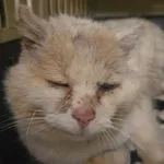 ZNALEZIONY KOT Biały-Rudy-Beżowy
