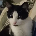 Zaginął kot, Ostrów Mazowiecka, 3 czerwca 2025