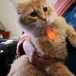 Znaleziono kota, Łódź, 3 czerwca 2025