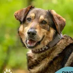 Pies do adopcji, Gdynia, 3 czerwca 2025