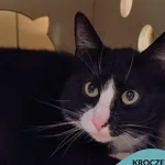 Kot do adopcji, Gdynia, 3 czerwca 2025