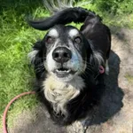 Pies do adopcji, Włocławek, 1 czerwca 2025