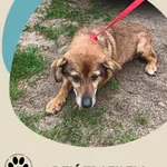 Znaleziono psa, Dąbrówka, 1 czerwca 2025