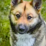 Pies do adopcji, Radom, 15 kwietnia 2025