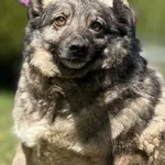 Pies do adopcji, Pieczyska, 4 czerwca 2025