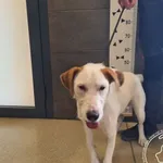 Imię: Przyjęty: 2025-05-14 Płeć: Pies Opis: mieszaniec, biało-brązowe Wiek w dniu przyjęcia: ok. 1 rok