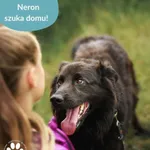 Znaleziono psa, Dąbrówka, 23 kwietnia 2026