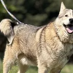 Imię:  Hasio Chip: 616093902284936 Płeć : Samiec Wiek:  styczeń 2015 Wielkość:  średni Kastracja/sterylizacja:  Tak Inne Psy:  Akceptuje towarzystwo suczek i psów Dzieci:  W wieku szkolnym.  Charakter