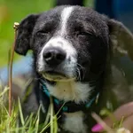 Pies do adopcji, Racławice, 28 maja 2025