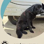 Znaleziono psa, Dąbrówka, 3 czerwca 2025