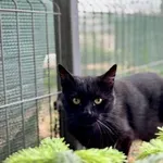 Kot do adopcji, Piła, 30 kwietnia 2025