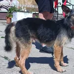 Znaleziono psa, Pieckowo, 30 maja 2025