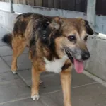 Znaleziono psa, Gdańsk, 3 czerwca 2025