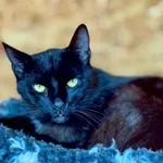 Kot do adopcji, Piła, 29 sierpnia 2023