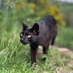 Kot do adopcji, Piła, 10 listopada 2022