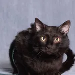 Kot do adopcji, Gdańsk, 4 czerwca 2025