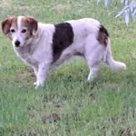 Znaleziono psa, Lublin, 4 czerwca 2025