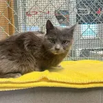 Kot do adopcji, Sopot, 5 czerwca 2025